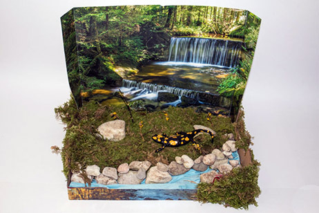 028_Feuersalamandermodell