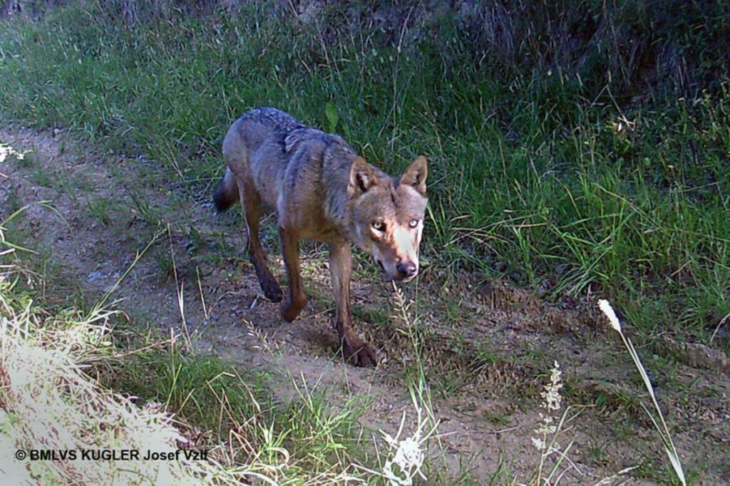 028_Wolf