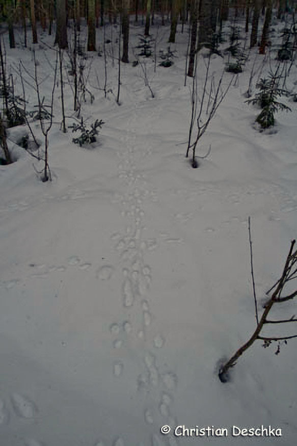 029_2_Tierspuren-im-Schnee