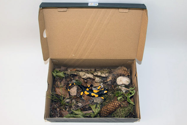 029_Feuersalamandermodell