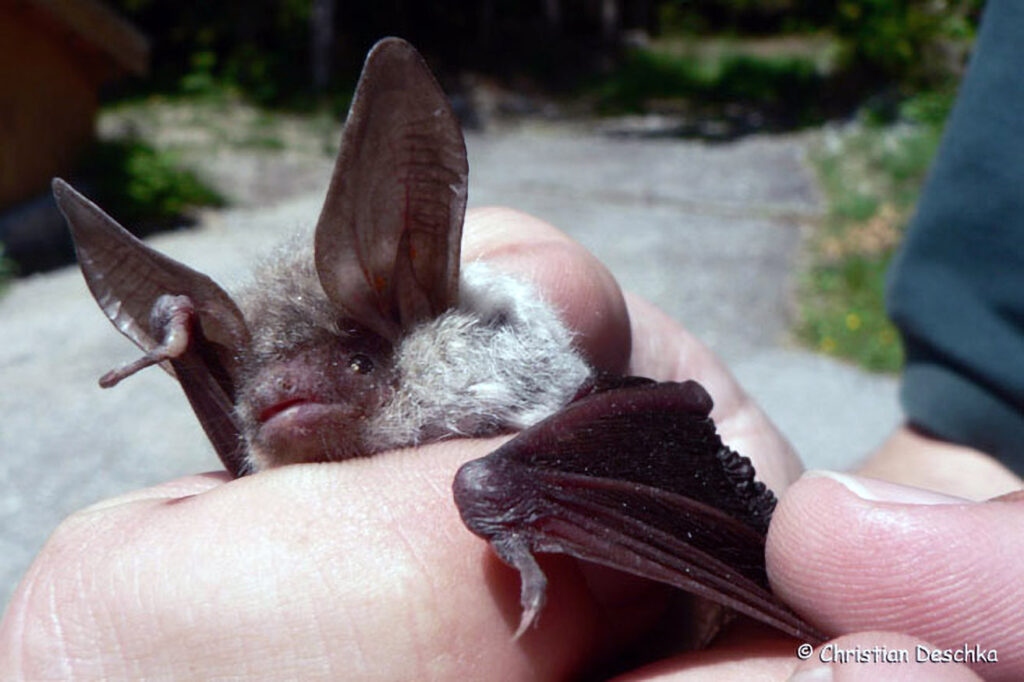 029_Fledermausprojekt