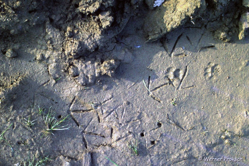 029_Tierspuren-Voegel