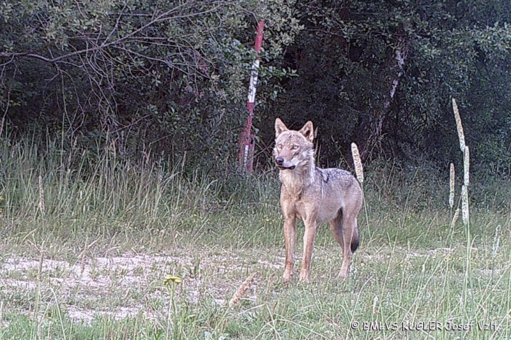 029_Wolf