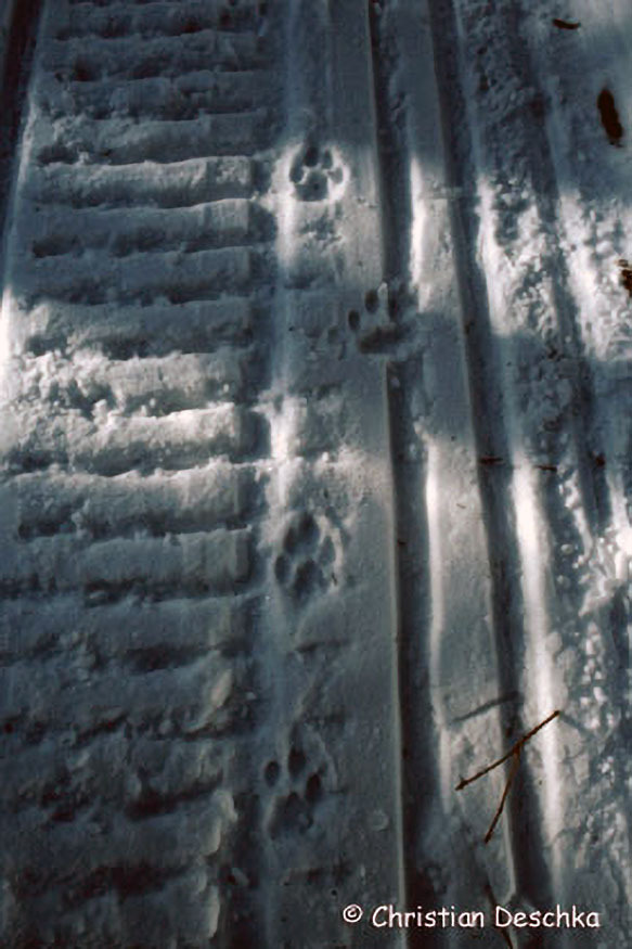 030_2_Tierspuren-Fotos