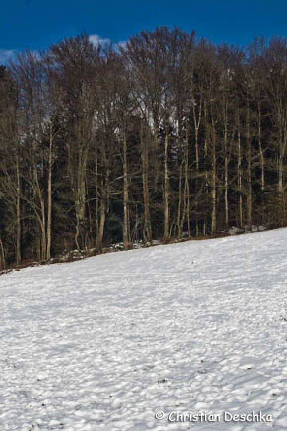 030_2_Tierspuren-im-Schnee