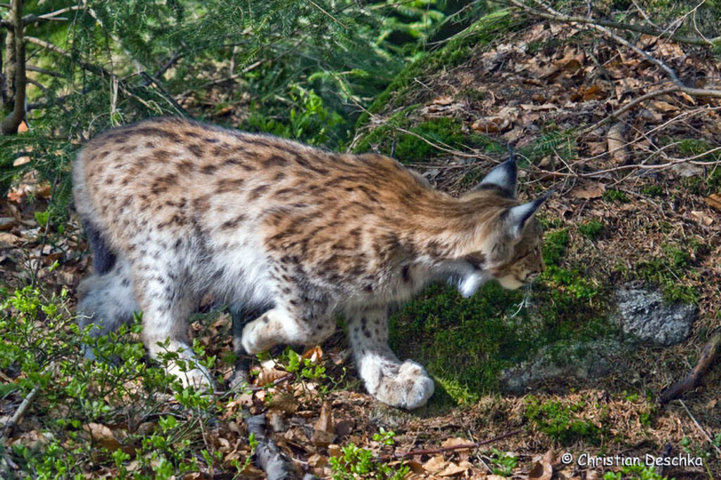 030_Luchs