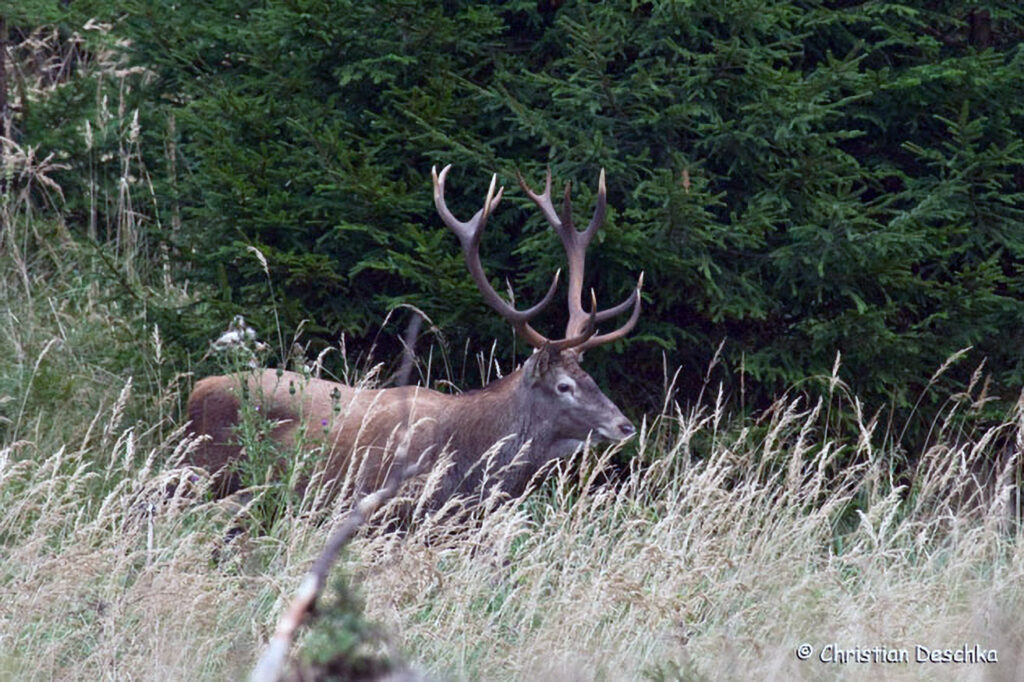 030_Rothirsch