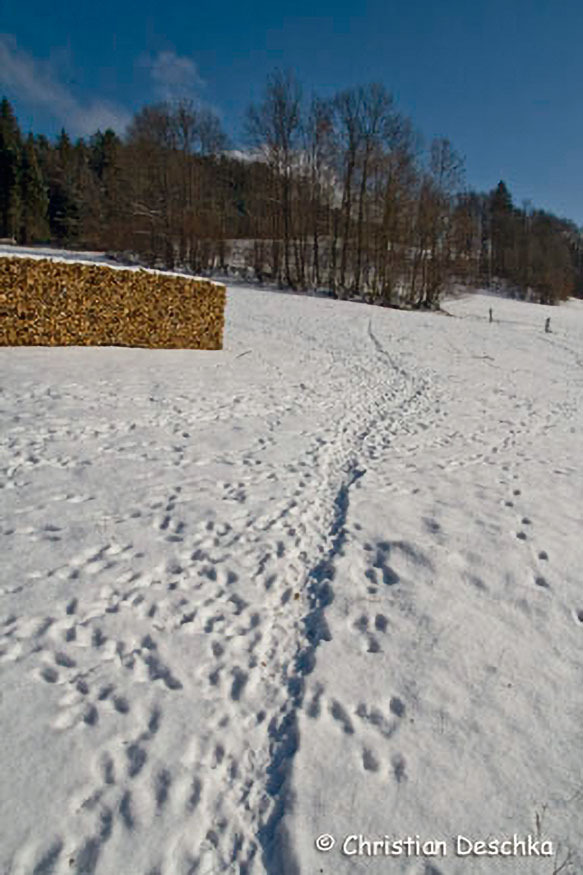 030_Tierspuren-im-Schnee