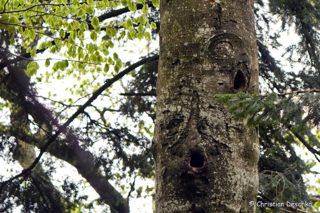 030_Voegel-an-Gebaeuden