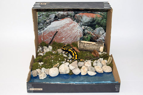 031_Feuersalamandermodell