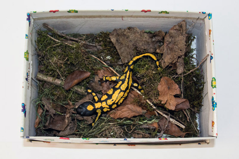 032_Feuersalamandermodell