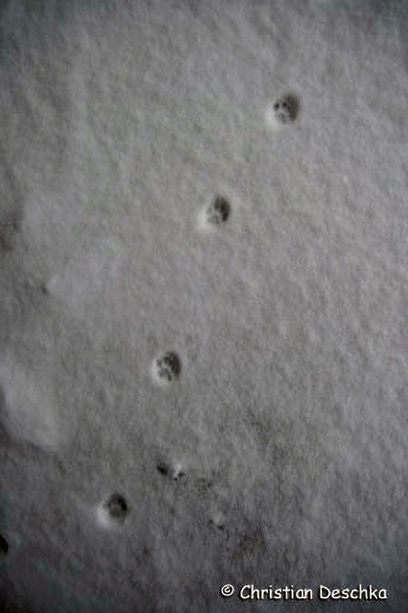 032_Tierspuren-Fotos