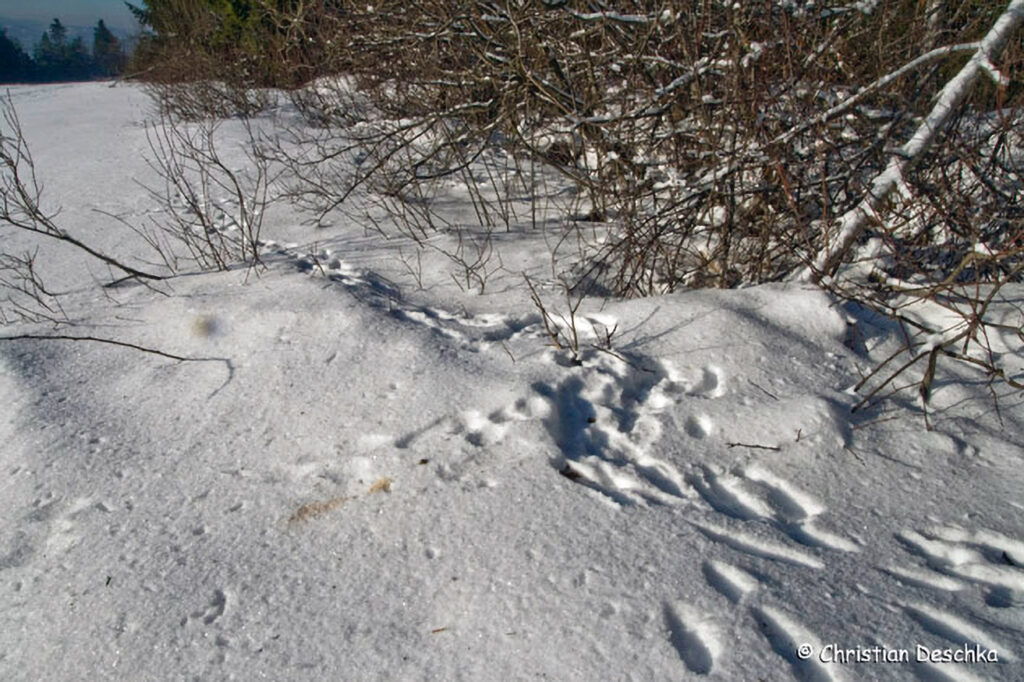 032_Tierspuren-im-Schnee