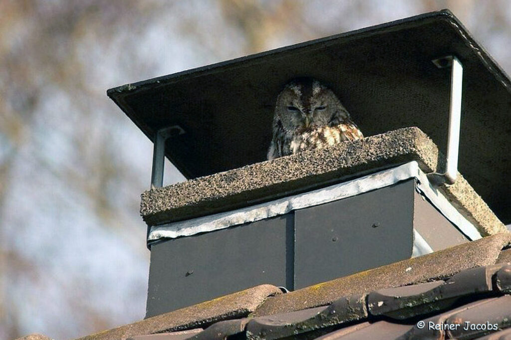 032_Voegel-an-Gebaeuden