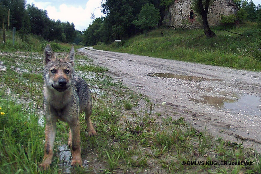 032_Wolf