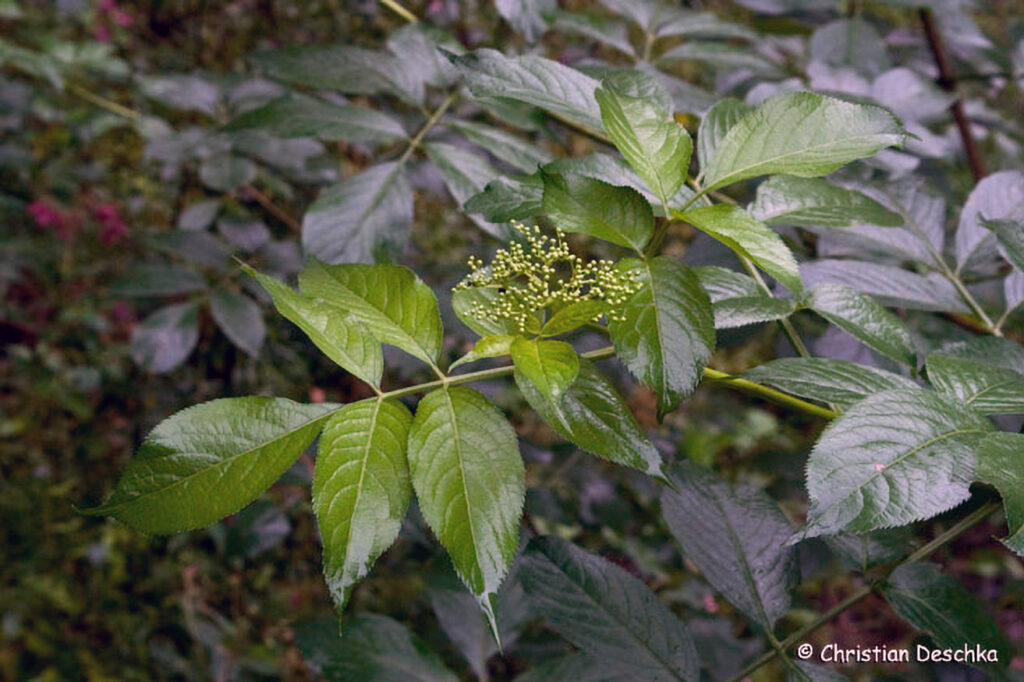 033_Naturschutzgebiet-Pesenbachtal