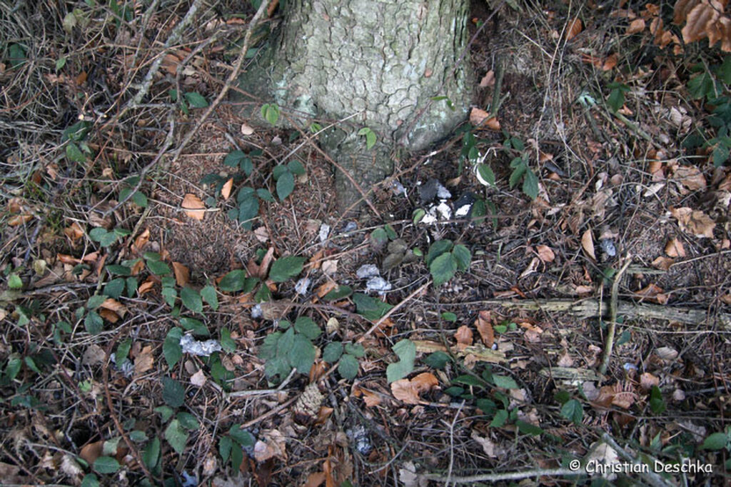 033_Tierspuren-Voegel