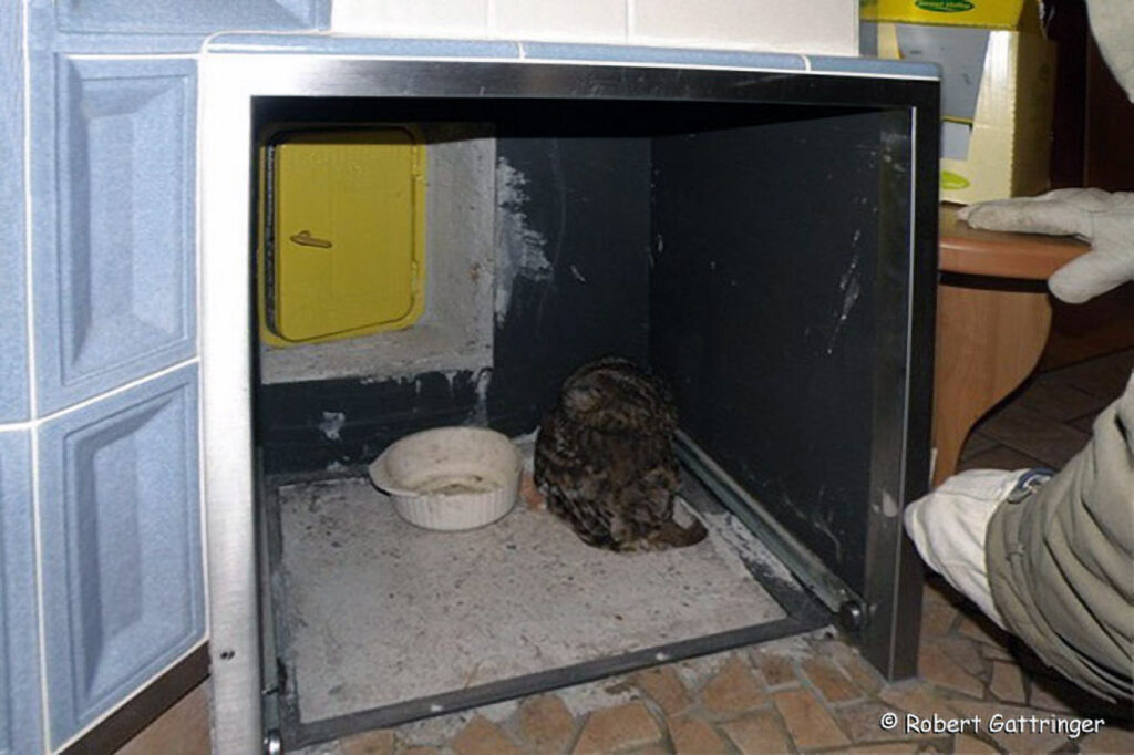 033_Voegel-an-Gebaeuden