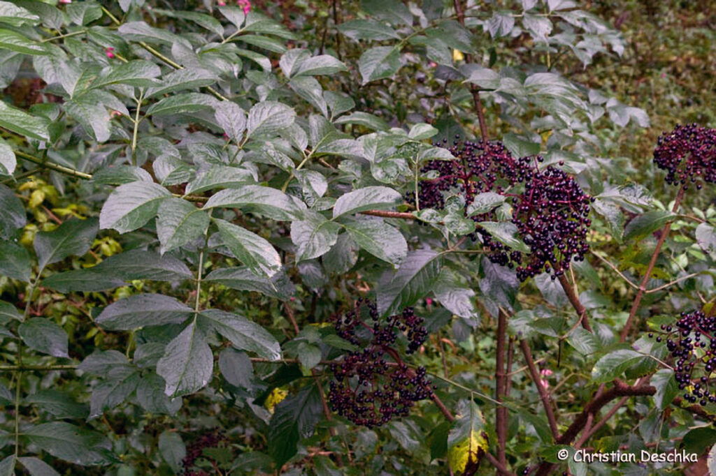 034_Naturschutzgebiet-Pesenbachtal