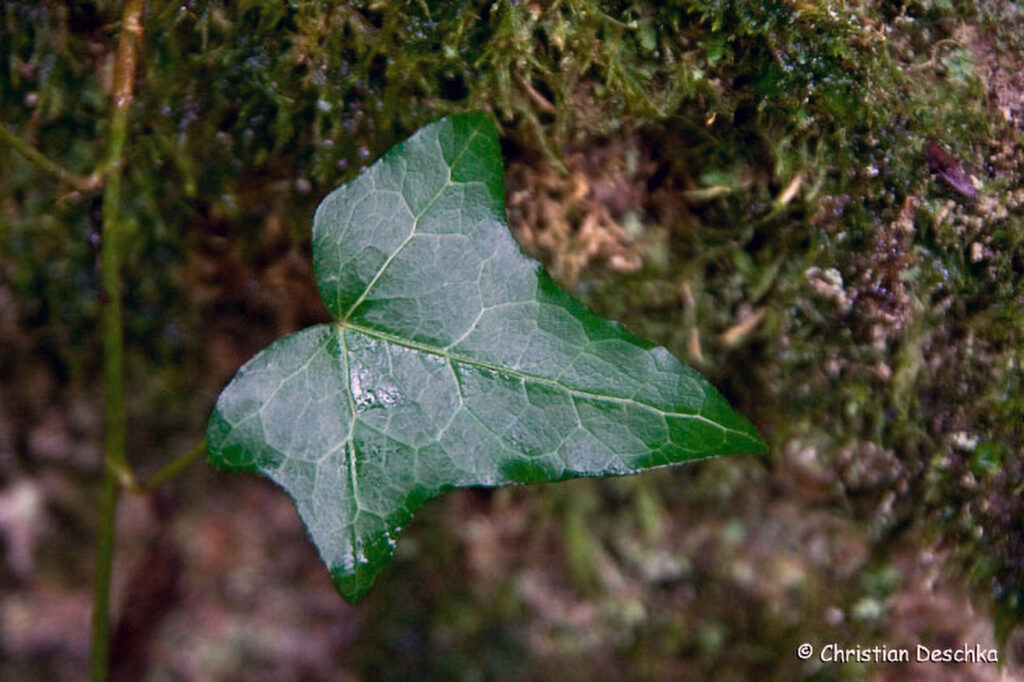 036_Naturschutzgebiet-Pesenbachtal