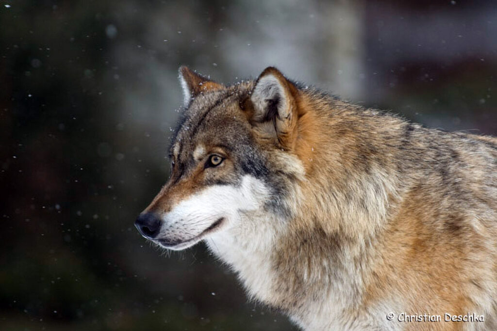 036_Wolf