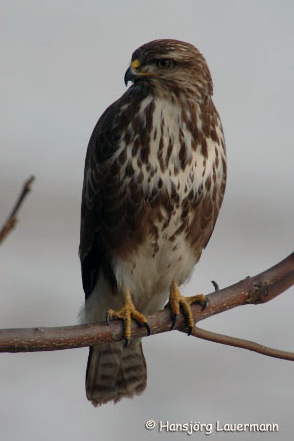 Mäusebussard, dj., 25.12.2005 (ND), Großpetersdorf, A-B, n-Ortsrand