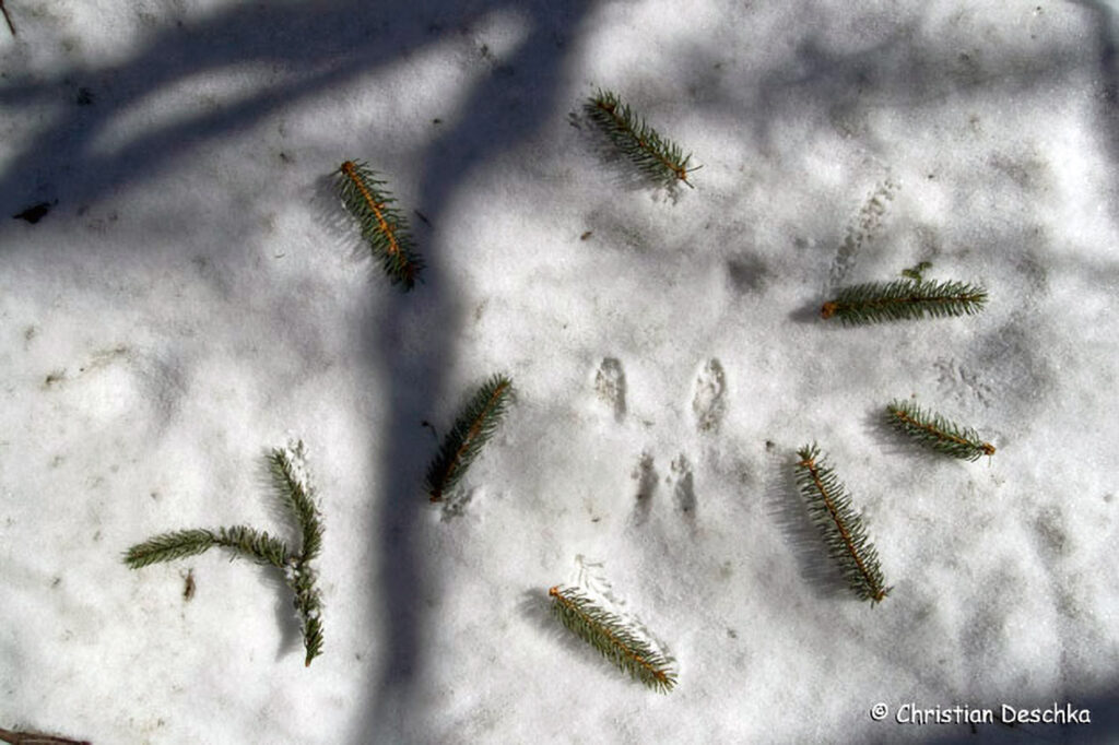 037_Tierspuren-Fotos