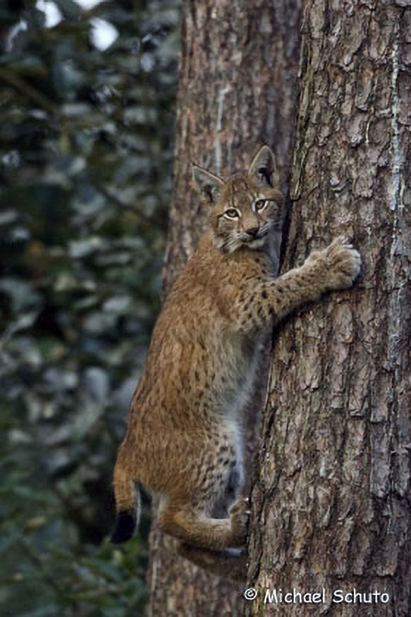 038_2_Luchs
