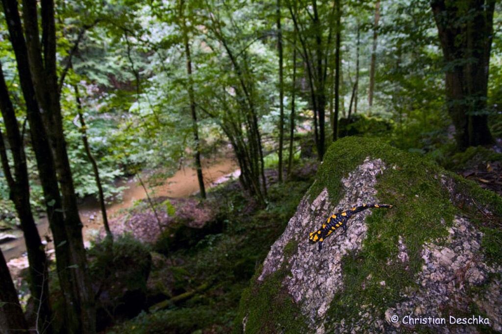 038_Naturschutzgebiet-Pesenbachtal