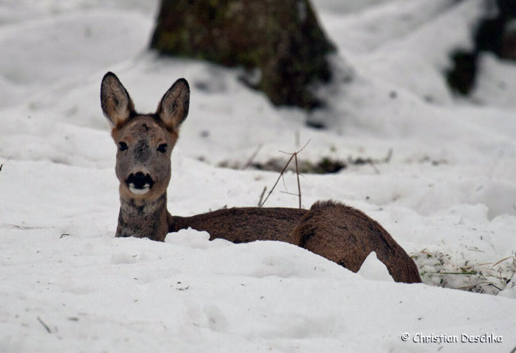 038_Tierspuren-im-Schnee
