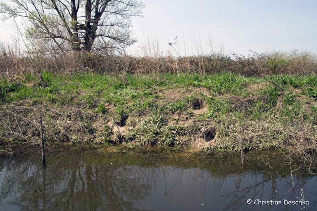 039_Tierspuren-Fotos