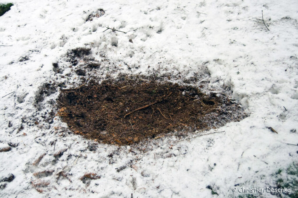 039_Tierspuren-im-Schnee