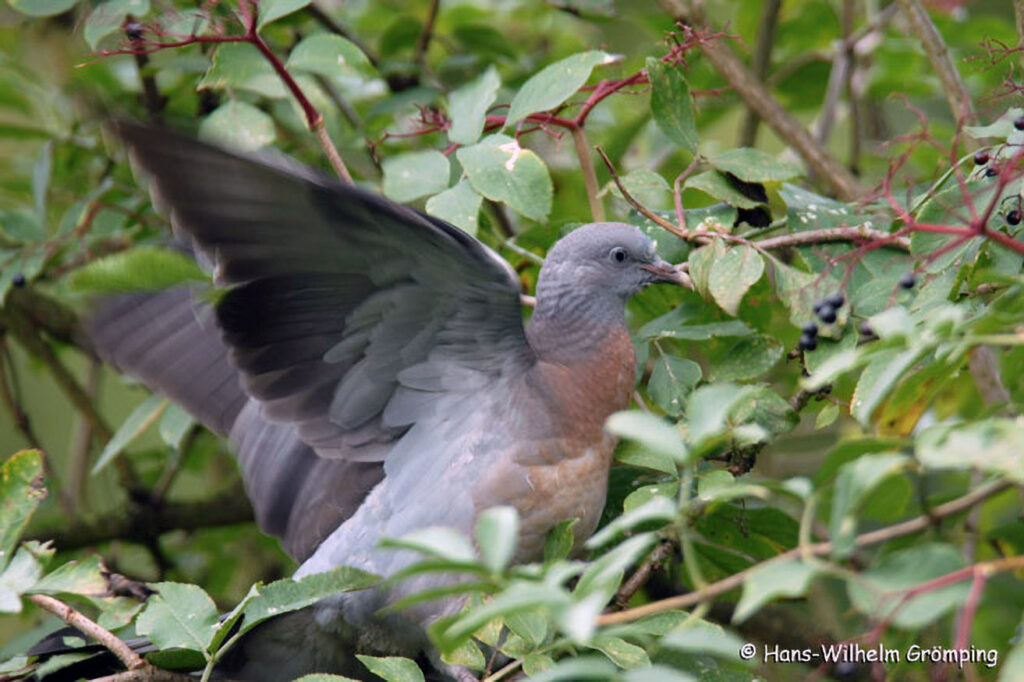 039_Wildtauben