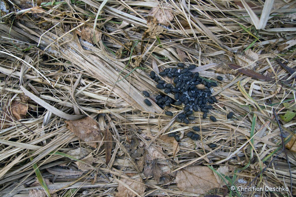 040_Tierspuren-im-Schnee