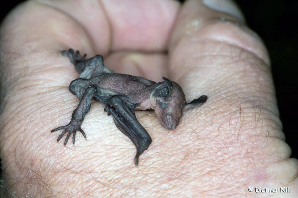 Junge Bechsteinfledermaus, Myotis bechsteinii, young Bechstein`s bat