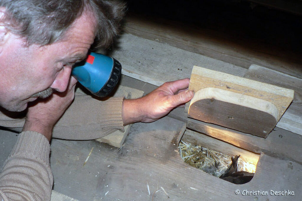 042_Mauerseglerprojekt