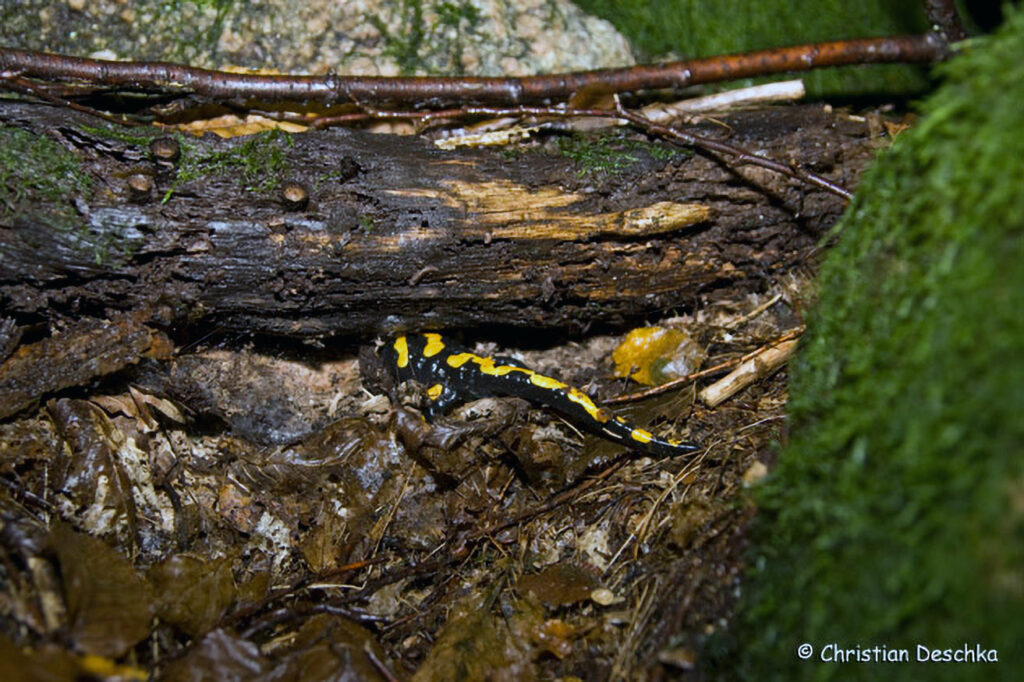 042_Naturschutzgebiet-Pesenbachtal