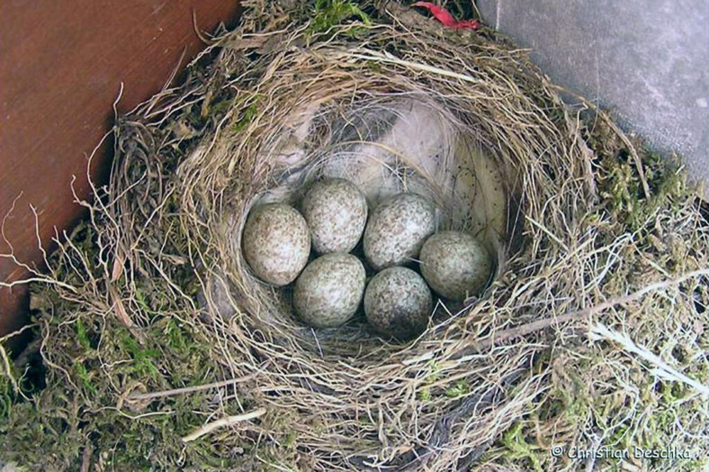 042_Voegel-an-Gebaeuden