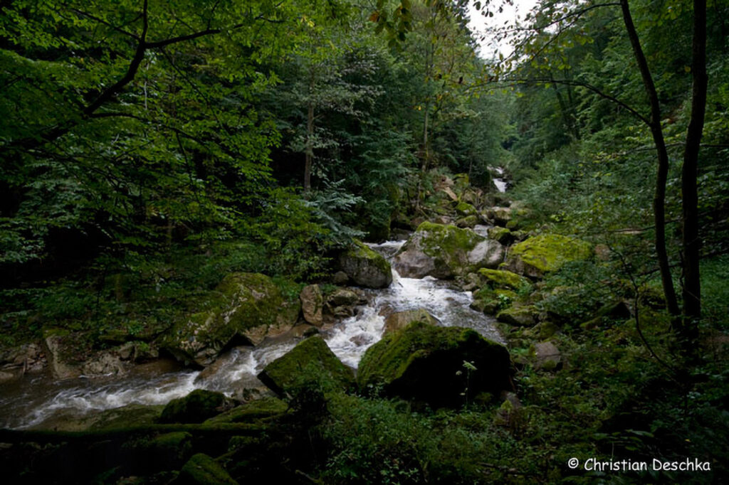 043_Naturschutzgebiet-Pesenbachtal