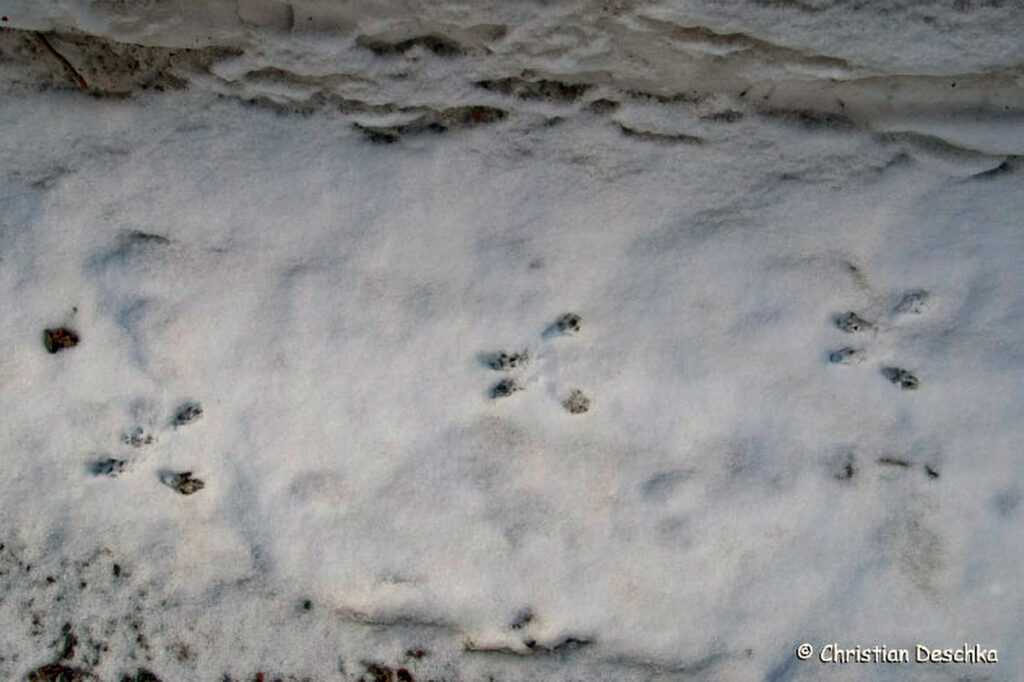 044_Tierspuren-im-Schnee