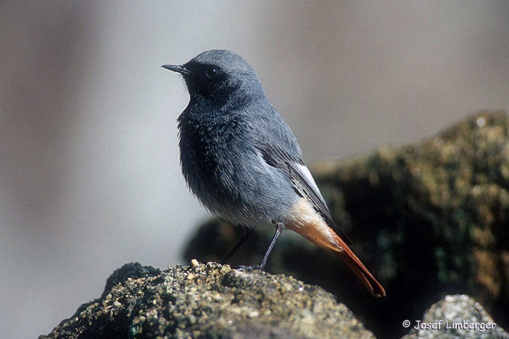 044_Voegel-an-Gebaeuden