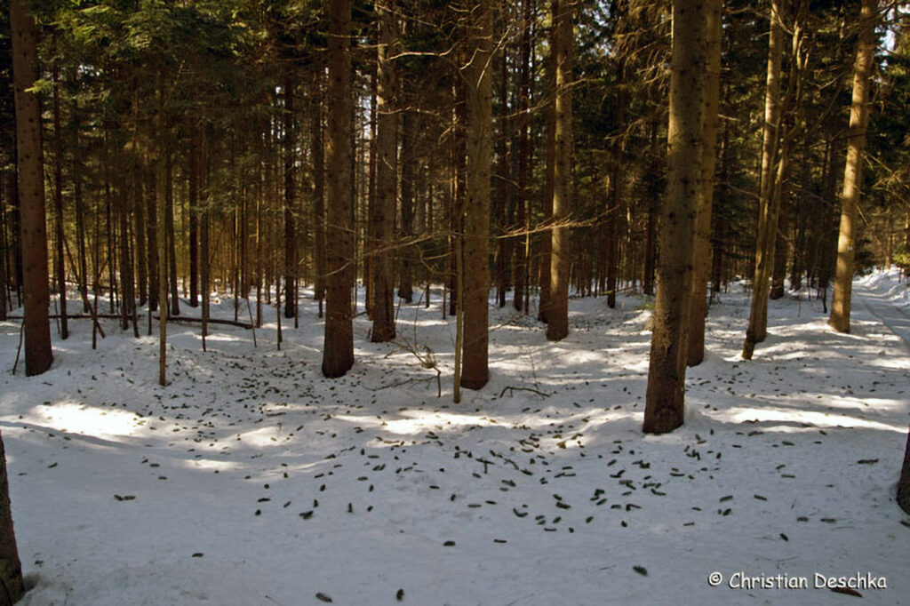 045_Tierspuren-im-Schnee