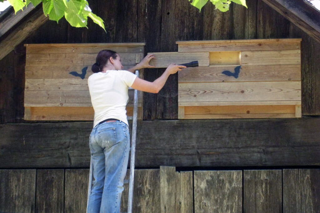 046_Fledermausprojekt