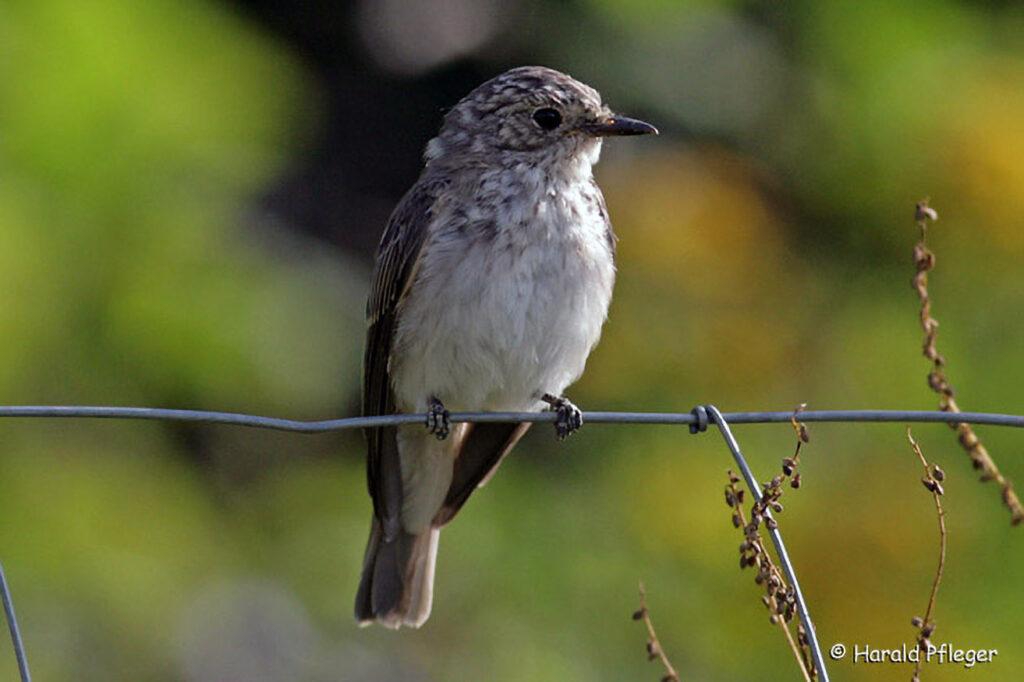 048_Voegel-an-Gebaeuden