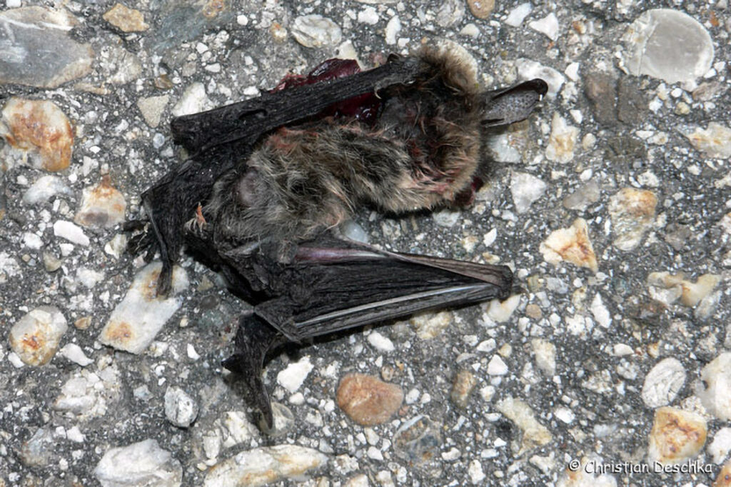 050_Fledermaeuse