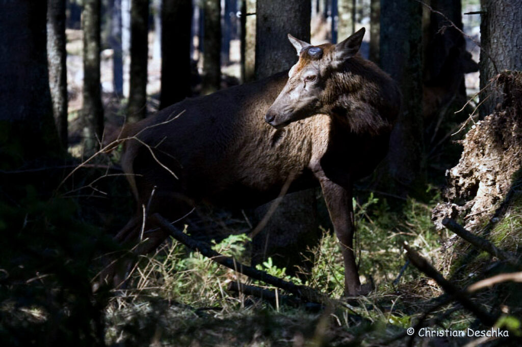 051_Rothirsch