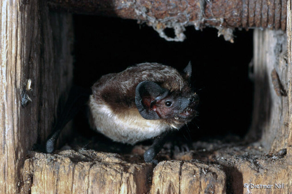 • Michael Hirning
• Gartenstr 8  (Öschingen)
• 72116 Mössingen (BRD)
• Tel 07473/921170
• Fax 07473/272505
• Mobil 01718388137