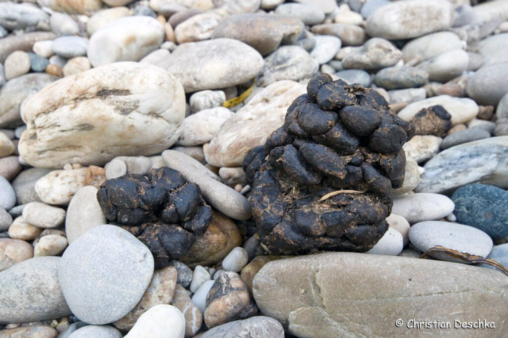 053_Tierspuren-Fotos