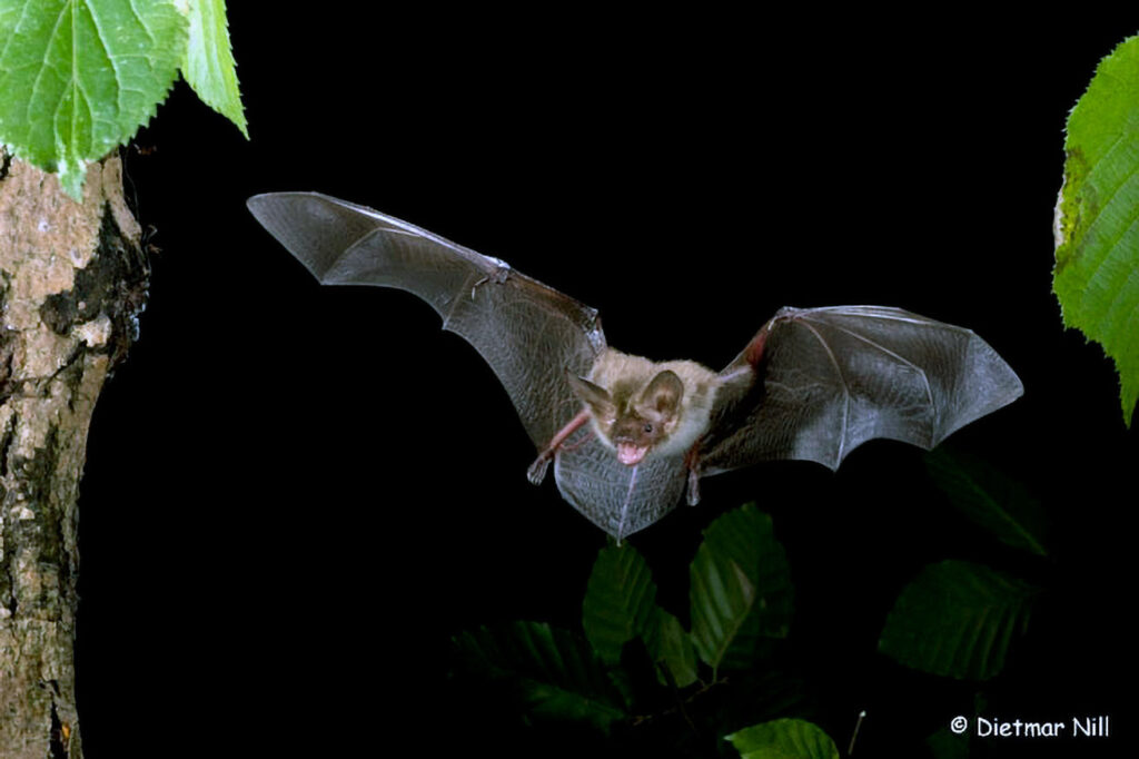 Bechsteinfledermaus (Myotis bechsteinii), Bechstein's Bat, Flug, flight