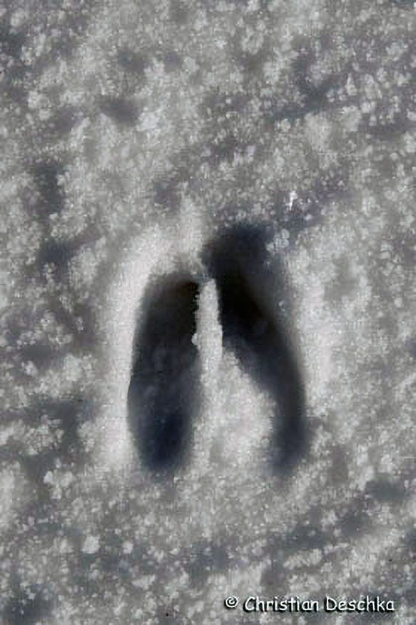 057_Tierspuren-Fotos